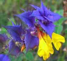 Floarea ivan-da-marya: proprietăți și aplicații