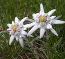 Flower Edelweiss Alpine - planta de noroc și dragoste