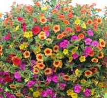 Floarea Calabracho ampel: cultivarea și îngrijirea