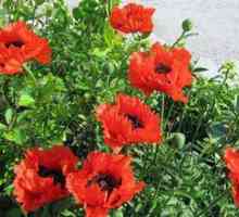 Poppy flower - decorative și plante de gradina
