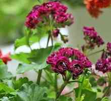 Pelargonium flori: îngrijire la domiciliu