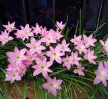 Flower zefirantes: îngrijire și plantare acasă