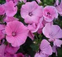 Flori de lavetator: crescând din semințe și aplicații