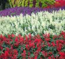 Salvia flori: îngrijire, plantare, caracteristici