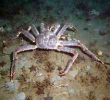 Far de crab din regiunea Kamchatka