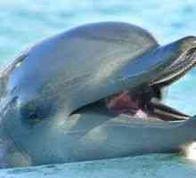 Un delfin este un simbol fericit într-un vis. Dar el întotdeauna vis de bine?