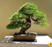 Bonsai copac: cultivarea și îngrijirea la domiciliu