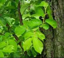 Elm: specii, proprietăți medicinale de frunze și coajă