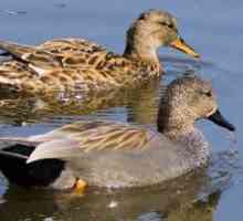 Wild duck: descriere, conținut, hrănire