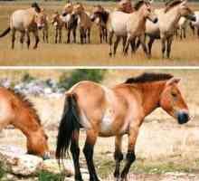 Caii sălbatici: caracteristici și habitat