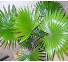 Palmă de palmier, specie de palmier, plantă de casă și frunze