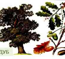 Stejar: descriere, caracteristici ale înfloririi