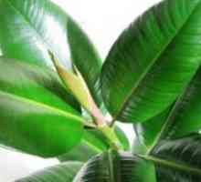 Ficus cauciuc: îngrijire la domiciliu