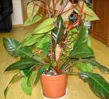 Philodendron: îngrijirea la domiciliu, descrierea speciilor