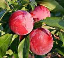 Pomi fructiferi: cum să alegeți plante pentru viitoarea grădină