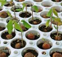 Alune - plantare, îngrijire și cultivare în grădină