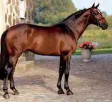 Hannover rasa de cai: origini, descriere, înregistrări