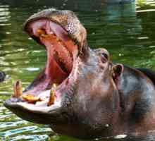 Unde locuieste hipopotamul si ce mananca hipopotamul obisnuit?