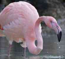 În cazul în care pasărea trăiește flamingo roz