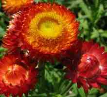 Helichrysum, proprietățile sale, plantarea și îngrijirea pe teren deschis