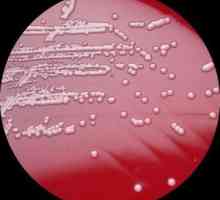 Hemolitic Staphylococcus aureus (Staphylococcus haemolyticus)