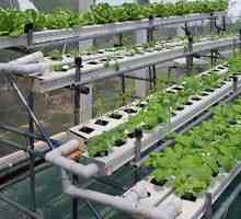 Hidroponica: echipamente pentru cultivarea legumelor acasă