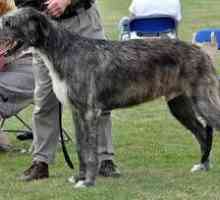 Giants din lume canine - câini din rasa Irlandez Wolfhound