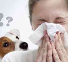 Câini hipoalergenici pentru persoanele care suferă de alergii și astmatici: rase