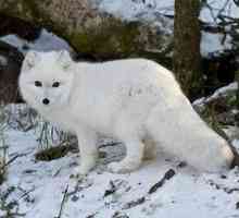 Fox arctic albastru și alb: unde trăiesc?