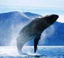 Balena albastră: dimensiunea, lungimea și greutatea