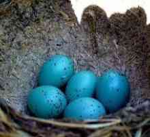 Ouă albastre. Ce păsări poartă ouă albastre