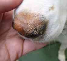 Nasul fierbinte și uscat la un câine: motive