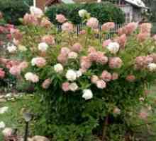 Hydrangea paniculate grandiflora: plantare și îngrijire