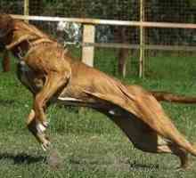 Cavaler teribil în pielea unui câine - Mastiff Phil Brazilian