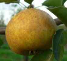 Pear `bergamota`: plantare și îngrijire