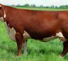 Caracteristicile rasei de vaci din Hereford