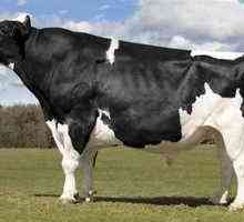 Caracteristicile și caracteristicile vacilor Holstein