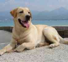 Caracteristicile rasei de câini Labrador Retriever
