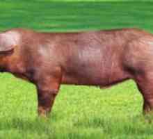 Caracteristicile rasei de porc Duroc