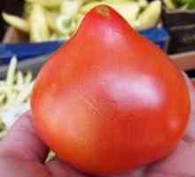 Caracteristicile soiului de tomate "prima donna", descrierea roșiilor