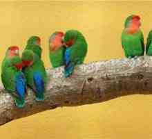 Caracteristici, caracteristici ale raselor de papagali și numele speciilor de papagali