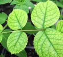 Cloroza în plante: ce boală și modul de tratare