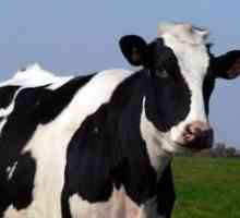 Kholmogory rasă de vaci: descriere, descriere