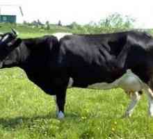 Kholmogory rasă de vaci - descriere, caracteristicile rasei