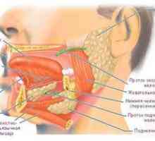 Inflamația cronică și acută a glandelor salivare parotide