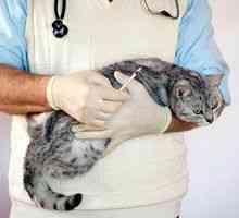 Cistita idiopatică la pisici: tratamentul cistitei la pisici
