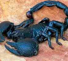 Scorpionul imperial: Caracteristicile ciclului de viață
