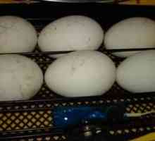 Incubarea ouălor de gâscă acasă