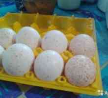 Incubarea ouălor de curcan la domiciliu