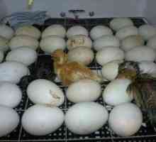 Incubarea ouălor de rață, cum să eliminați rață într-un incubator